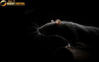 247 Rodent Pest Control Brisbane image 3